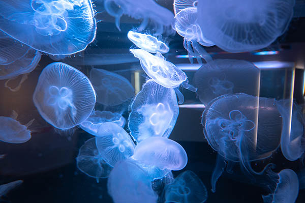 ゴミ箱の蓋クラゲを見るなら海遊館へ